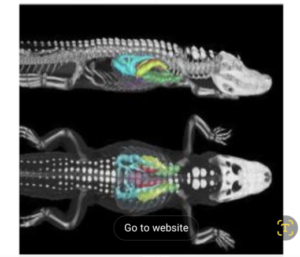 Swim Like a Gator, Breath Like a Bird /Science/AAAS