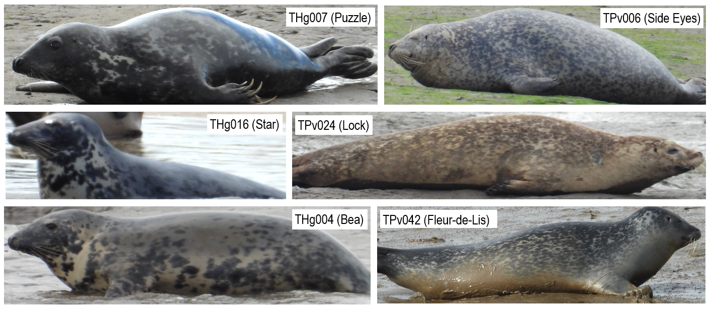 Some of the seals who call the Tees home. THg007, also known as Puzzle, is very much a regular sight and was seen at Greatham Creek every month over summer 2022. Photos; F. Pellie.