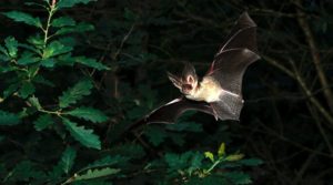 In figure 2, you can see the ears of the Plecotus auritus which adapts them to be able to catch prey more readily.