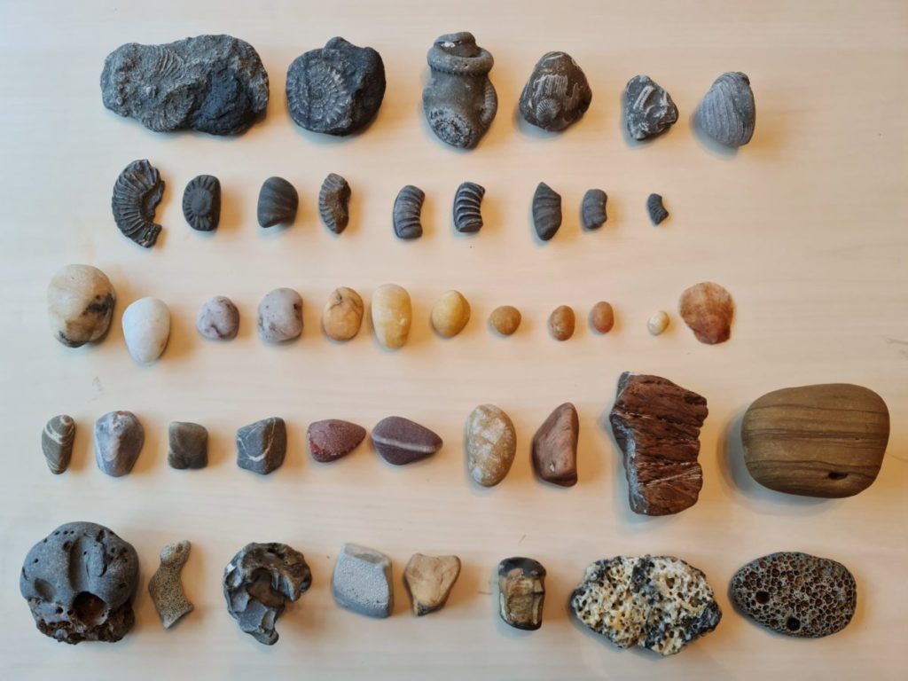 A display of fossils and pebbles lined up into groups of similar characteristics 