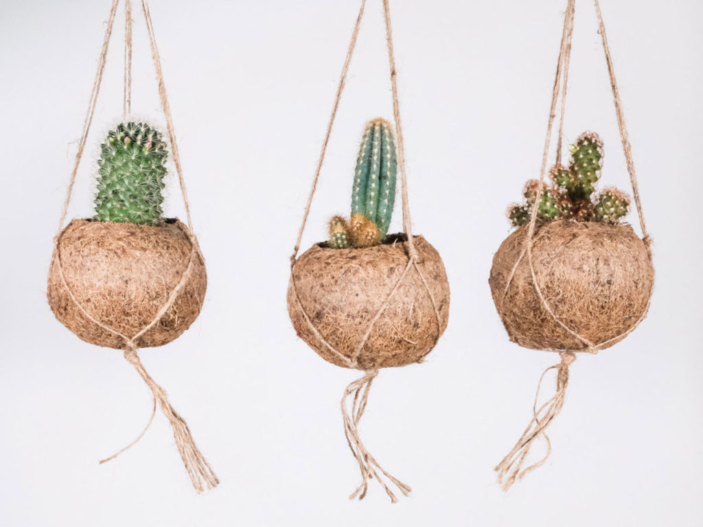 Hanging cacti