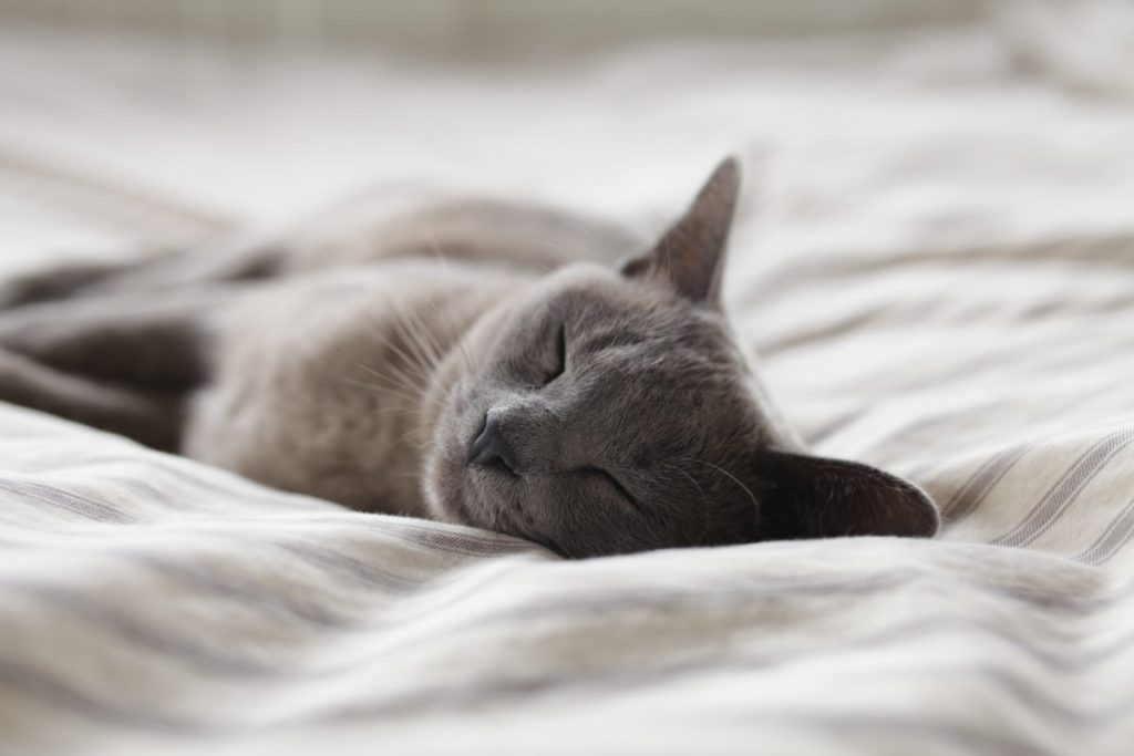 Cat napping on a bed