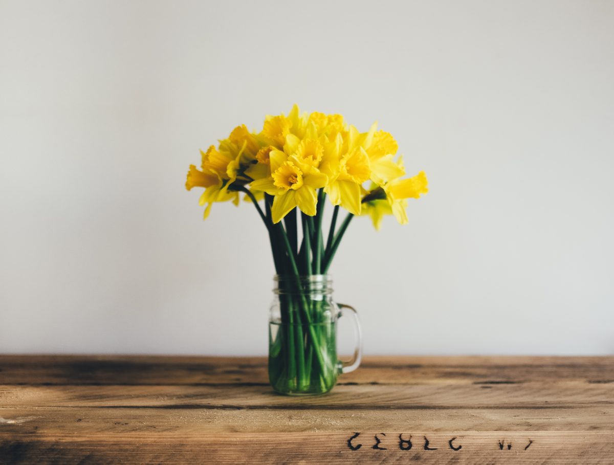 Bright yellow daffodils sitting in a vase against a blank wall