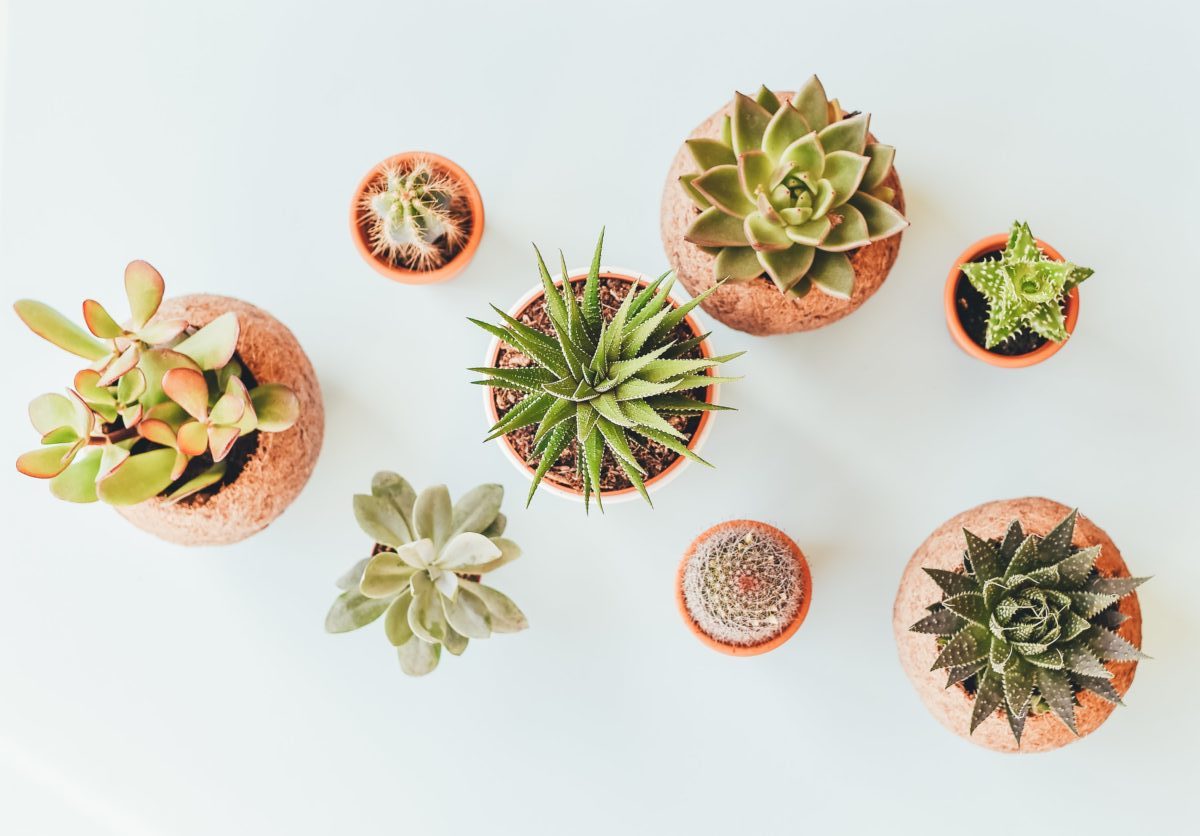 Various potted plants including cacti and succulents.