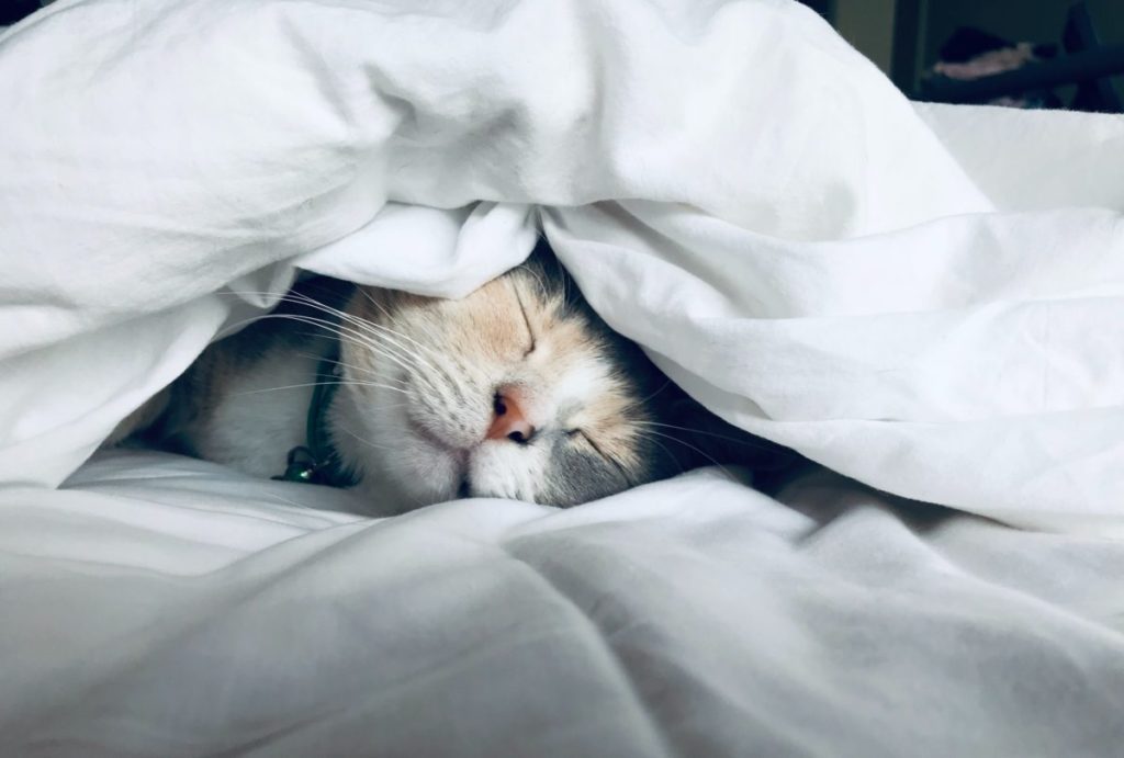 Image of a tabby cat asleep under a duvet.