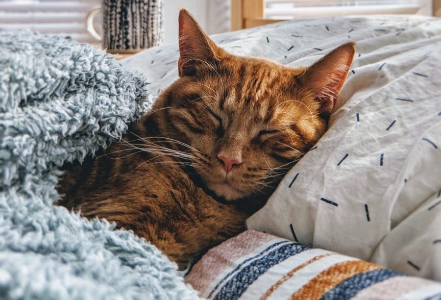 Ginger cat snuggled up in blankets and cushions