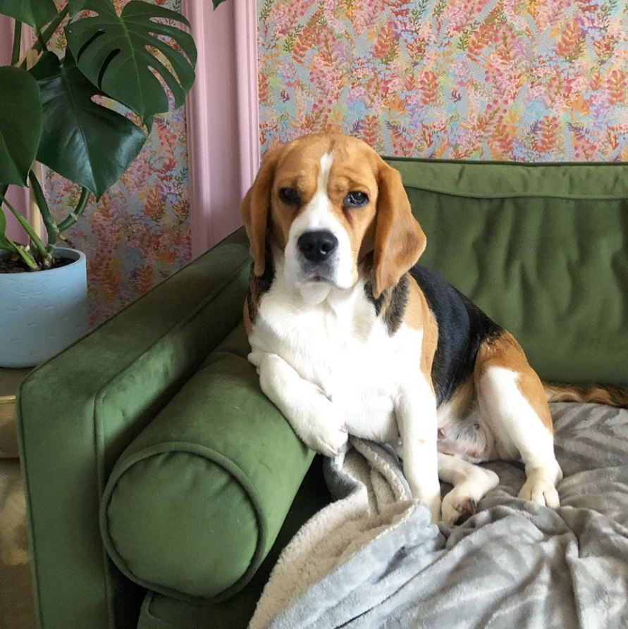 Image of Beau the Beagle sitting on a green velvet sofa.