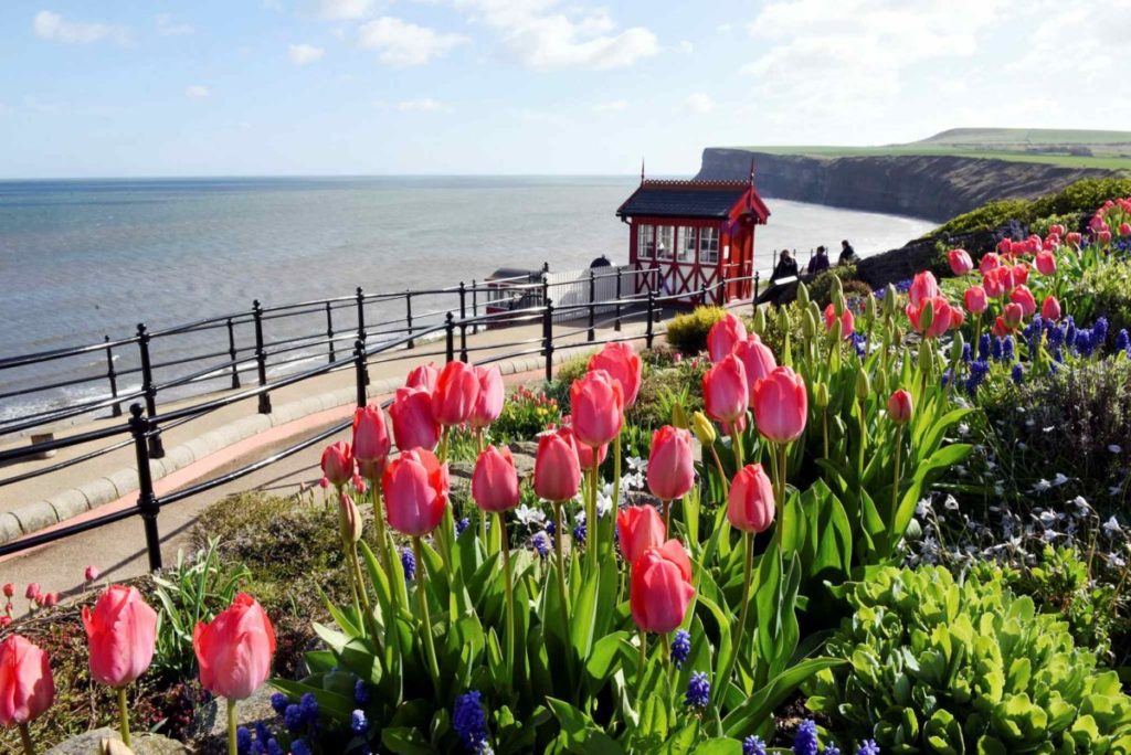 Saltburn-by-the-Sea's cliff lift with red tulips in the foreground. 
