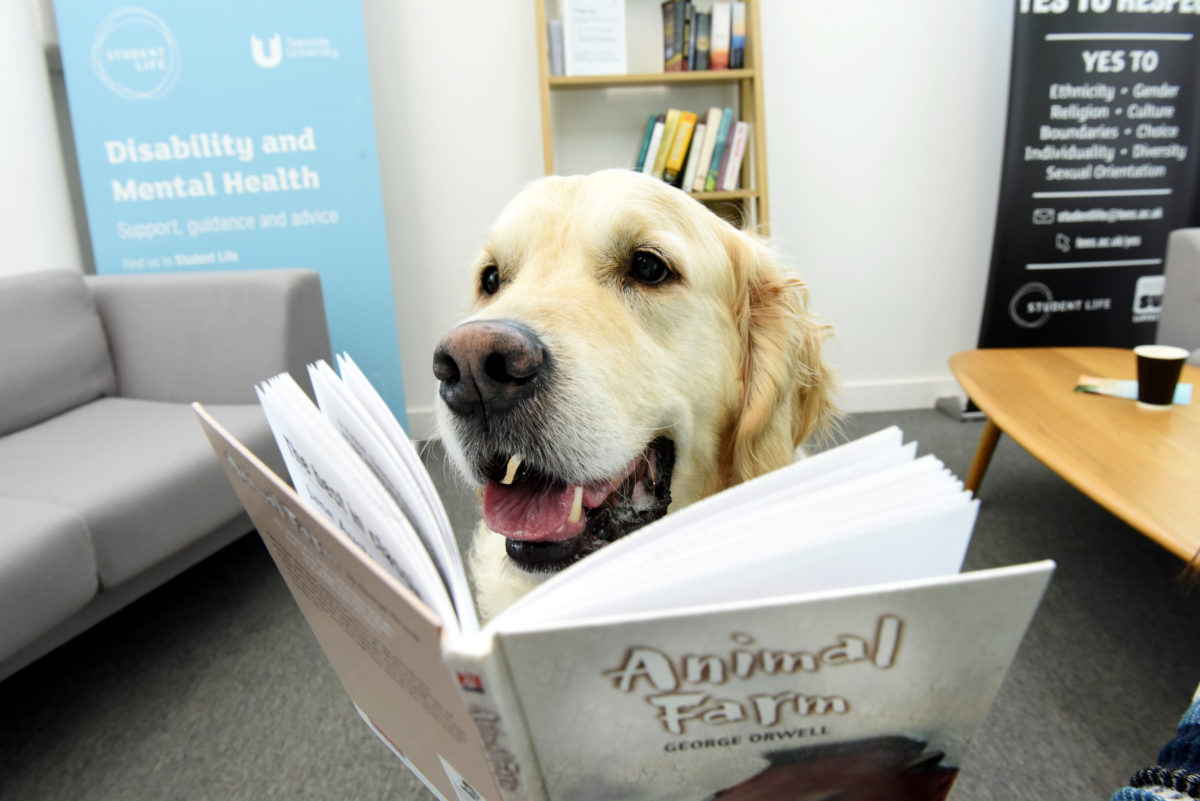 The dog is sitting in the library reading a copy of Animal Farm