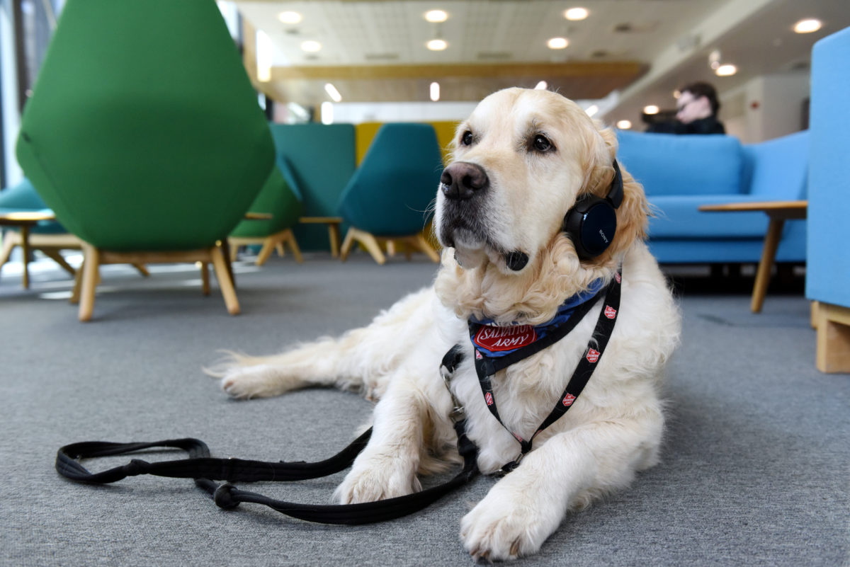 Brengle the Golden Retriever wearing headphones