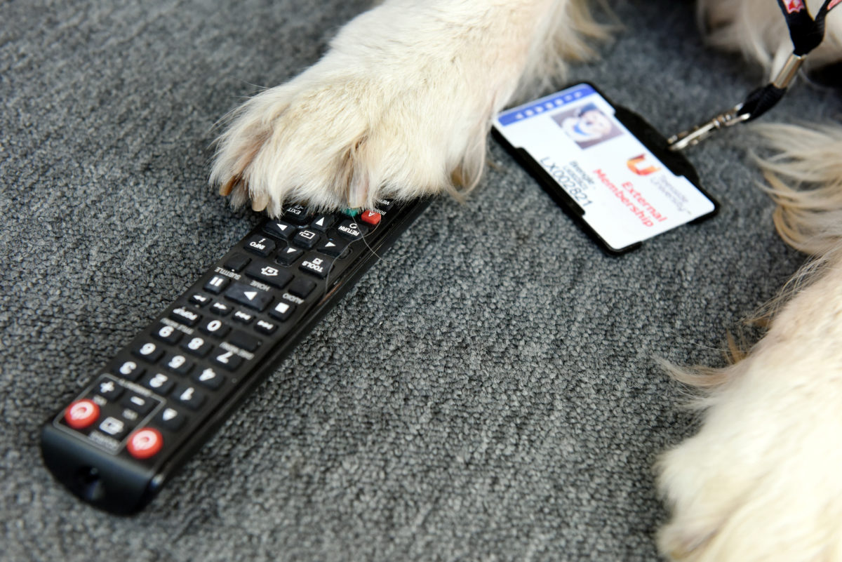 Brengle's golden paw on a TV remote