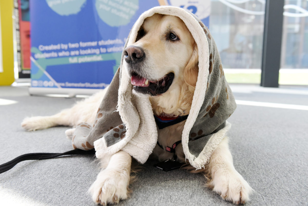 The Golden Retriever is snuggled in a blanket.