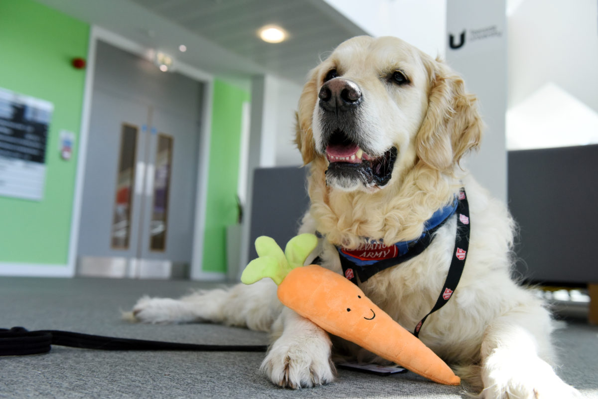 Therapy dog playing with a carrot toy