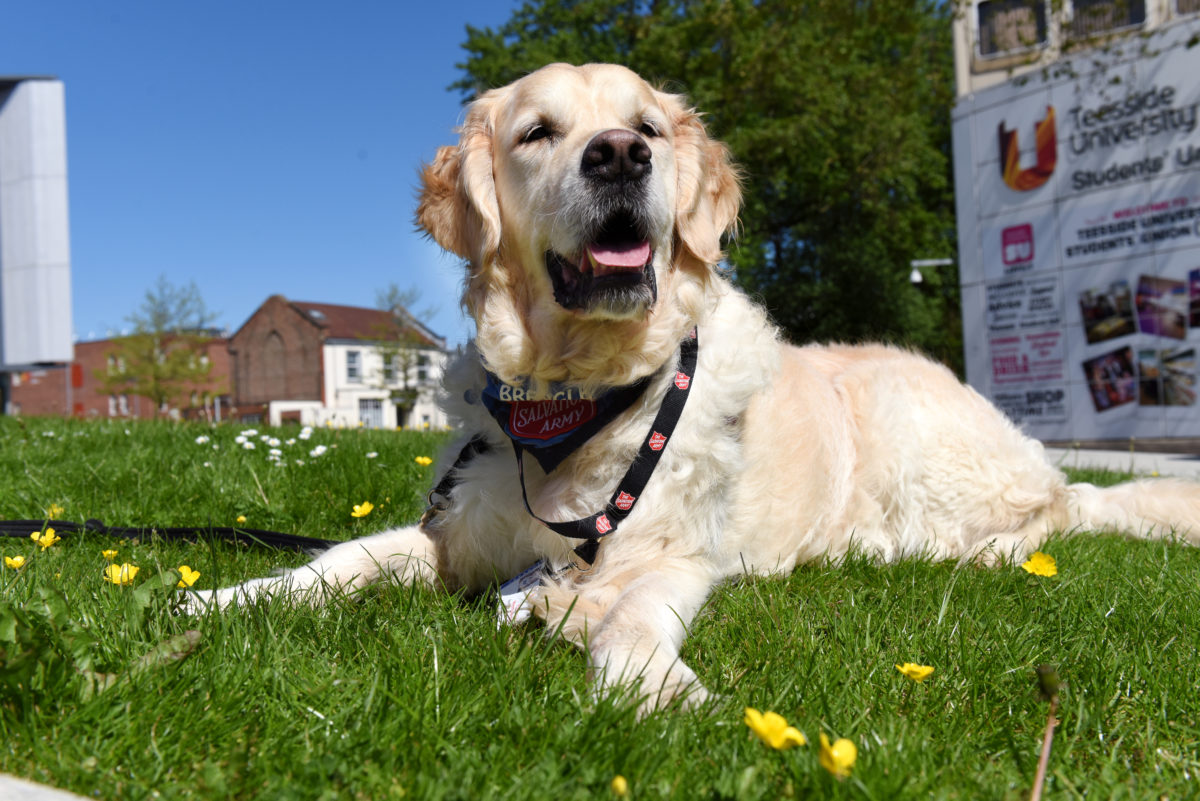 Brengle sitting among the buttercups during a walk