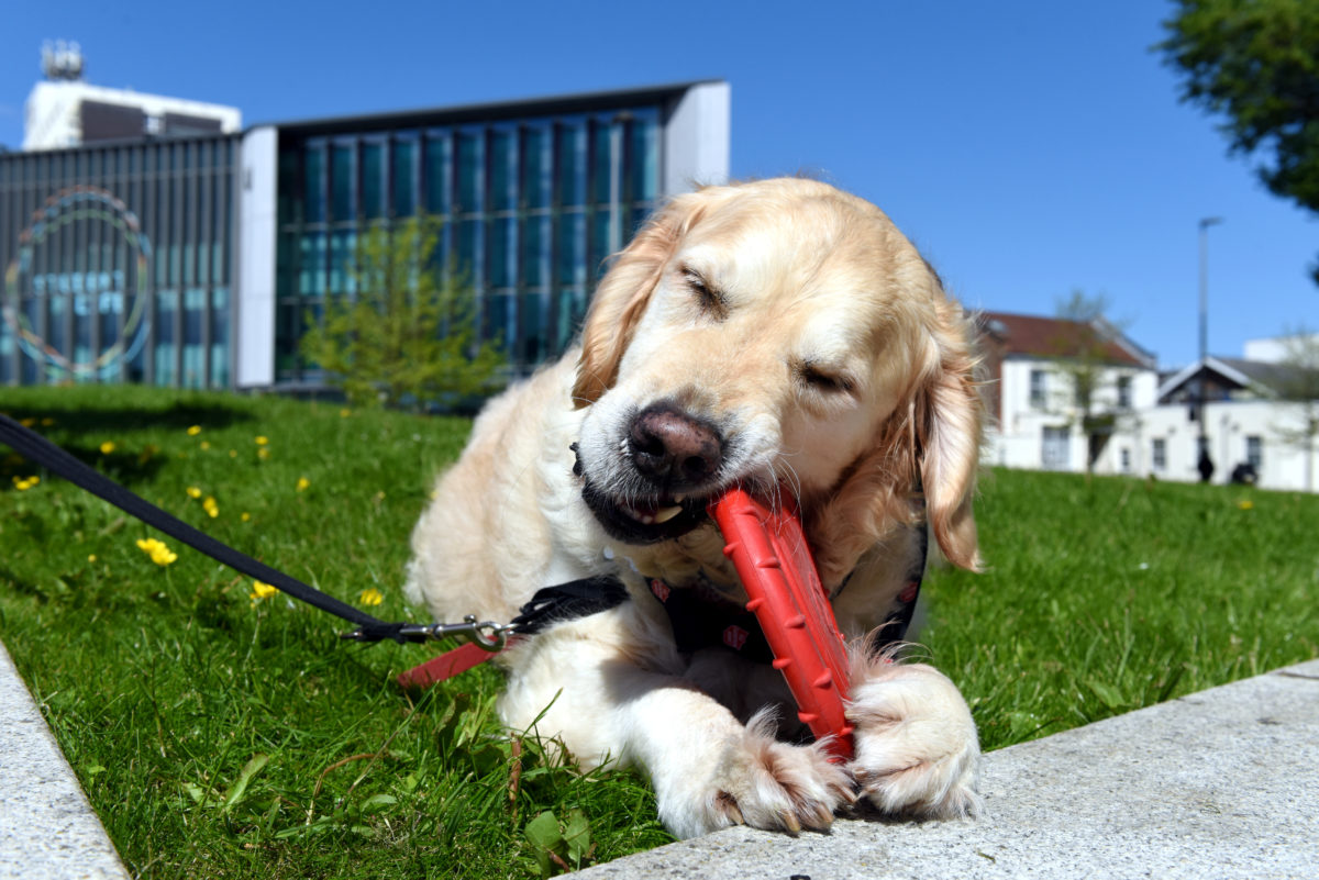 Brengle playing with a chew toy on a patch of grass