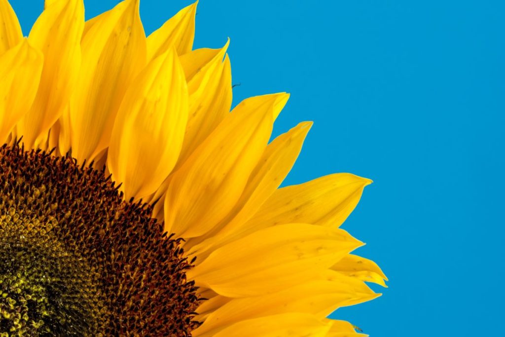 Sunflower against a blue background.