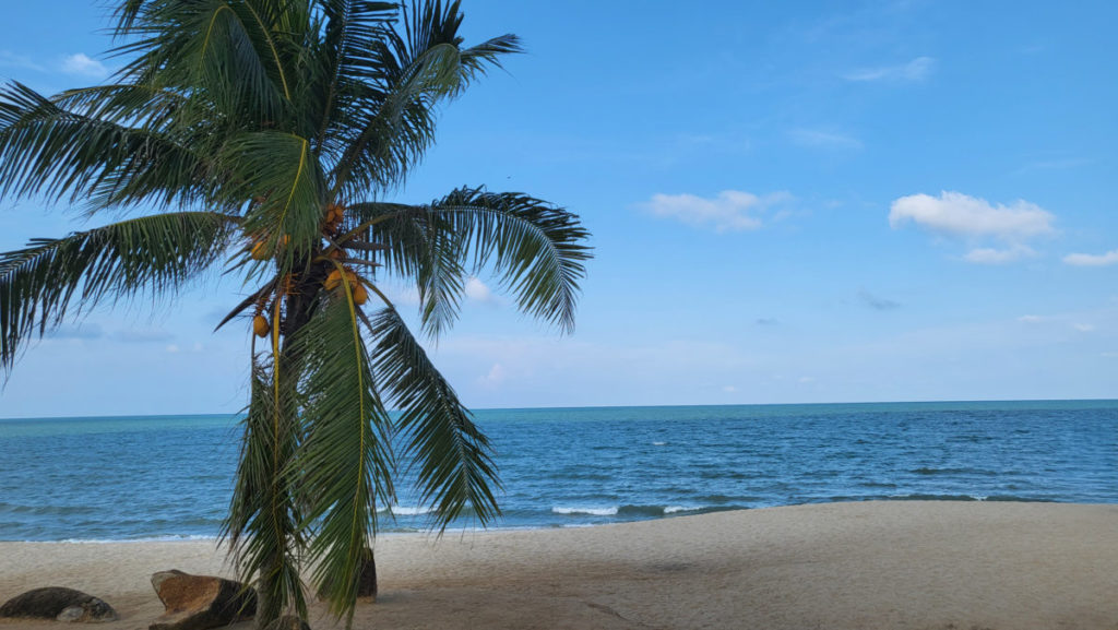 Tropical palm tree on an empty, sandy beach in Malaysia