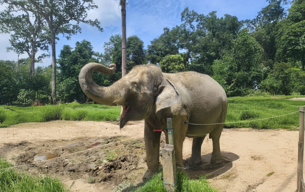 Happy elephant waving their trunk around